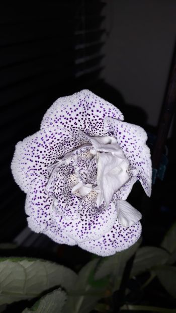  - gloxinii_2019