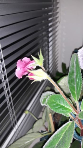  - gloxinii_2019