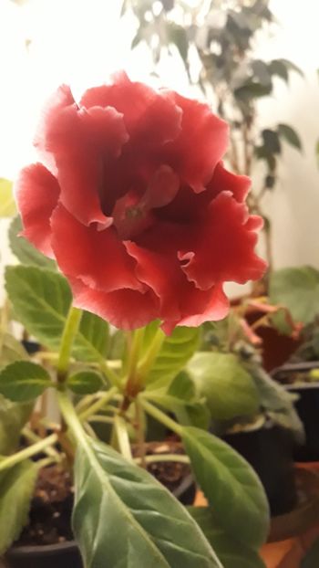  - gloxinii_2019