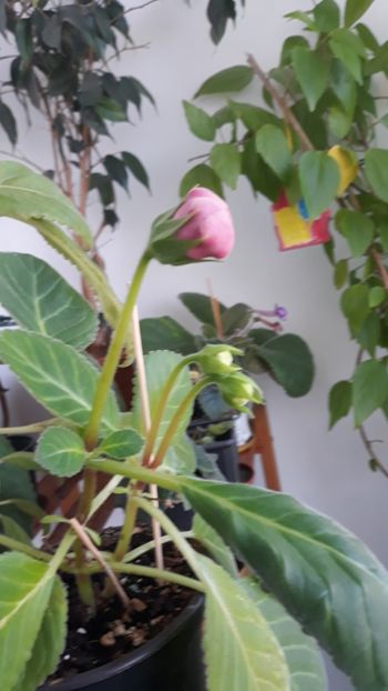  - gloxinii_2019