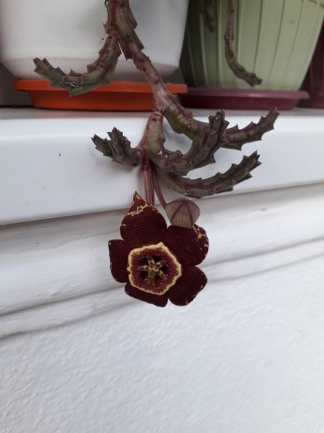 20191024_180300 - Copy - Genul Stapeliade