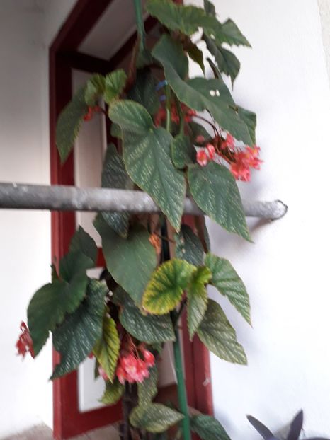 - begonia lucernae