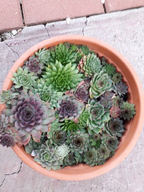  - Genul Sempervivum