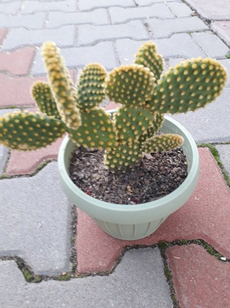  - opuntia microdasys