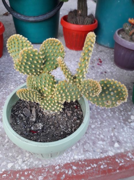  - opuntia microdasys