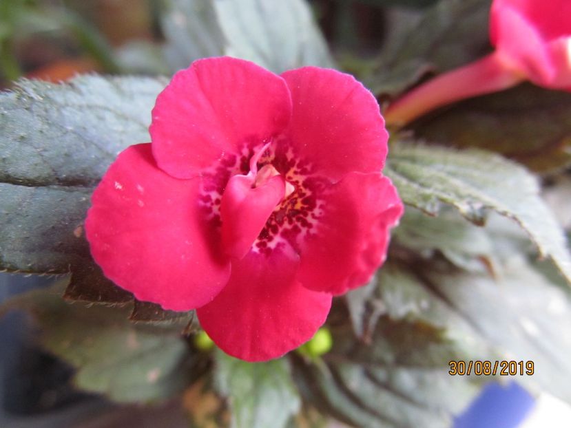  - ACHIMENES 2020 - VANZARI HIBRIZI