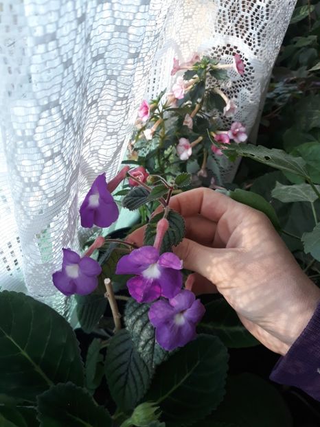 - Achimenes 2019