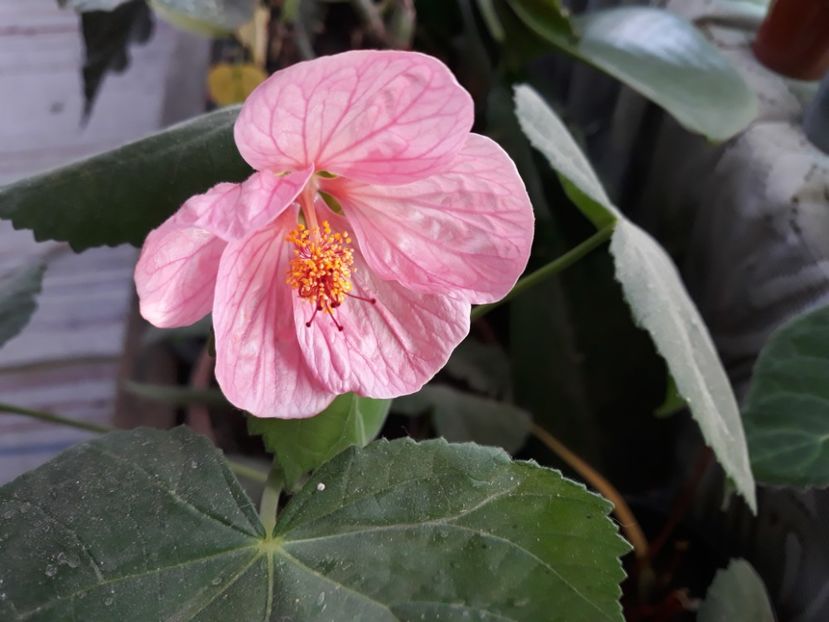  - Abutilon din seminte