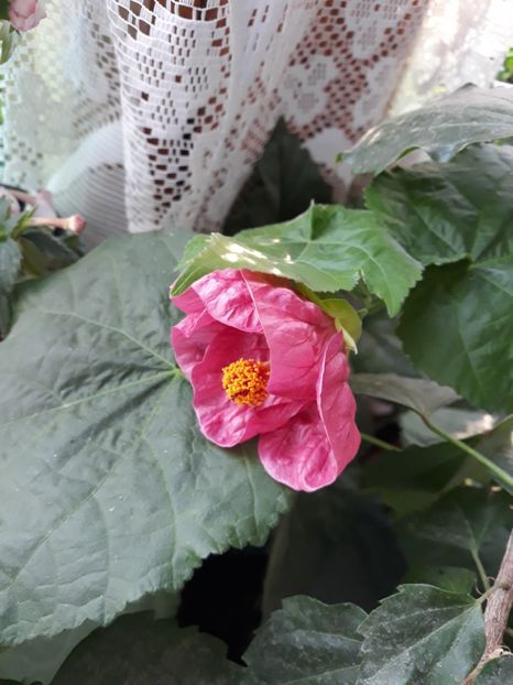  - Abutilon din seminte