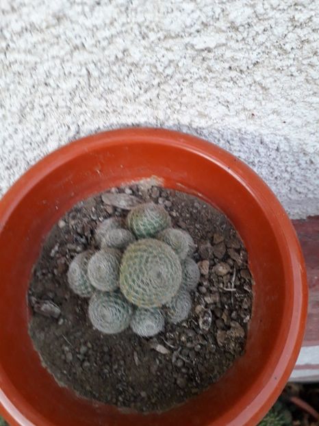  - rebutia heliosa