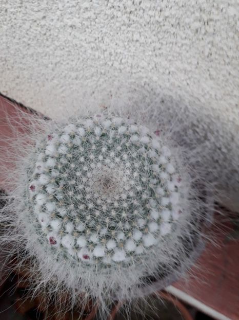  - mammillaria candida