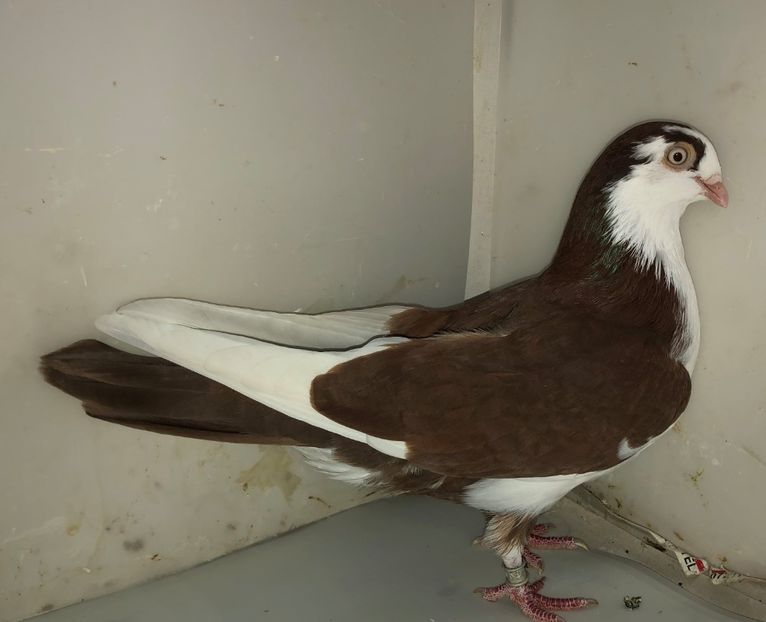 7235  femelă  2018 - Plecați ALBUM 3