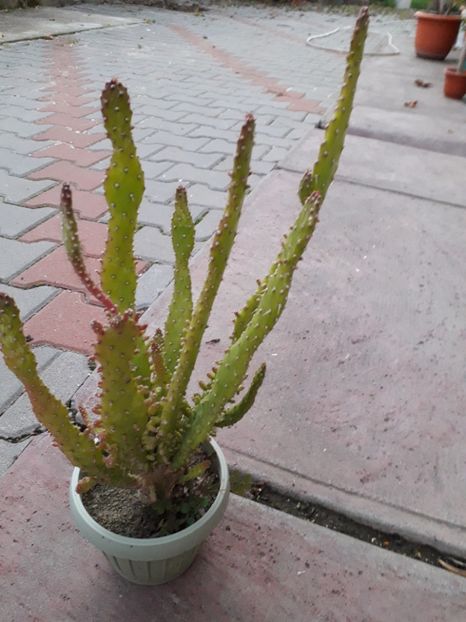  - opuntia monocantha variegata