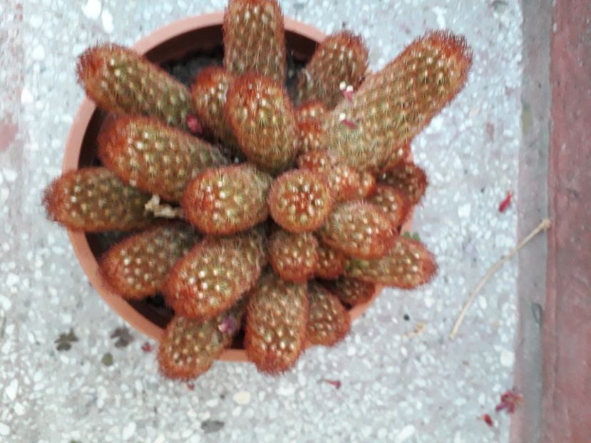  - mammillaria elongata