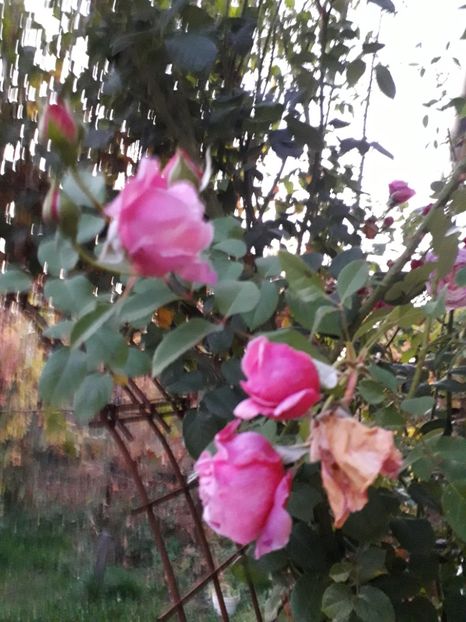 - Flori in octombrie 2019