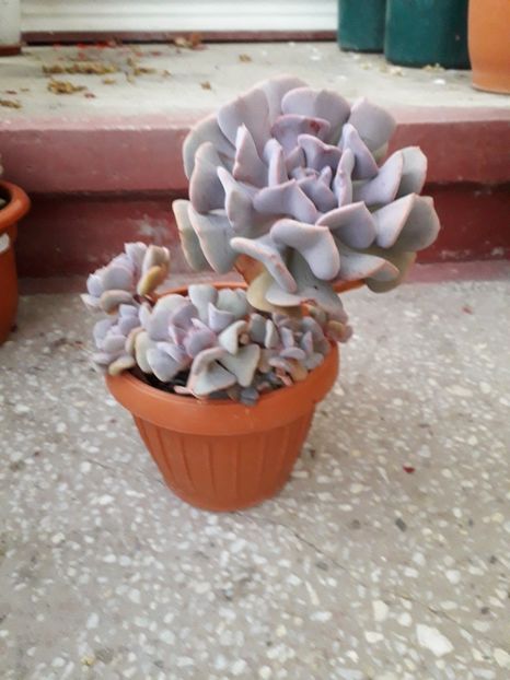  - echeveria cubic frost