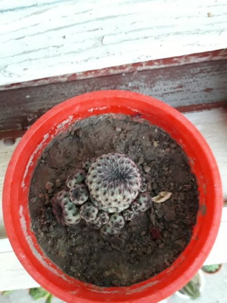  - rebutia rauschii-2019