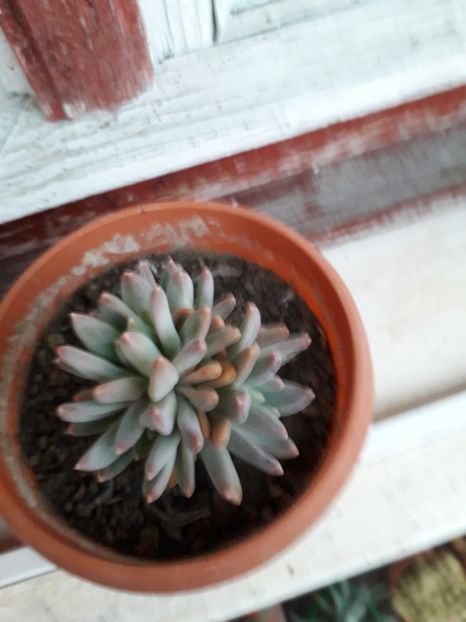  - echeveria tolimanensis 2019