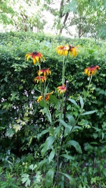  - Rudbeckia