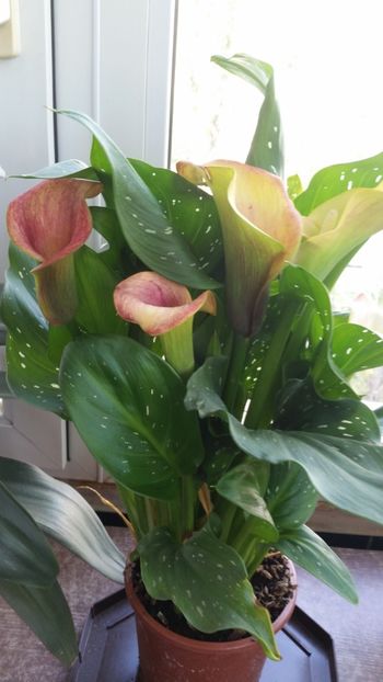  - Zantedeschia