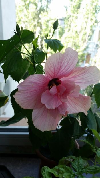  - Hibiscus rosa-sinensis