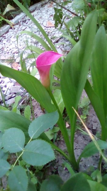 IMG-20190604-WA0003 - Zantedeschia