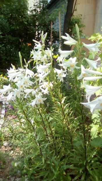 IMG-20190607-WA0000 - Lilium candidum alb