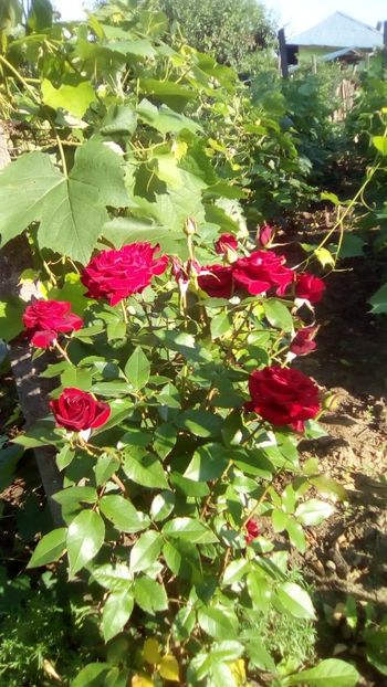 IMG-20190616-WA0000 - 2019