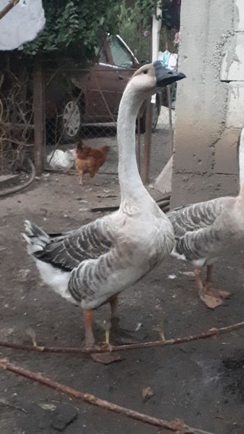 Chinezesc 2019 - A Gaste chinezesti si africane 2018-2019