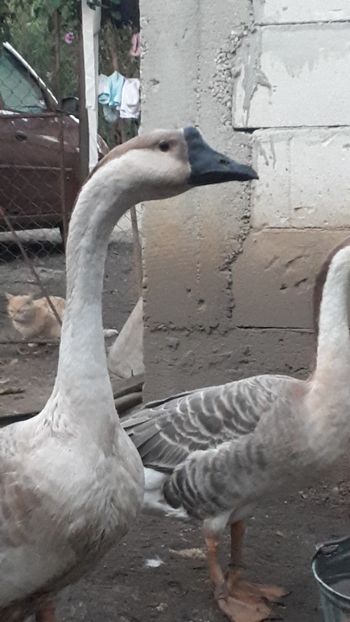 20191016_183841(0) - A Gaste chinezesti si africane 2018-2019