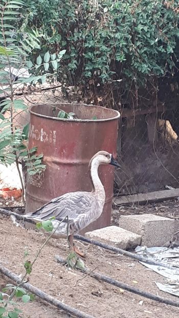 Gasca Chinezeasca iunie 2019 - A Gaste chinezesti si africane 2018-2019