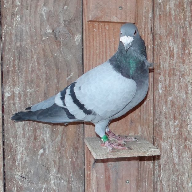 2019 - RO 2014 1060570 V FUNDA