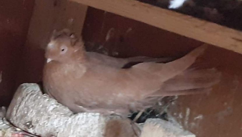  - 8-Jucatorii de Ardeal vechi