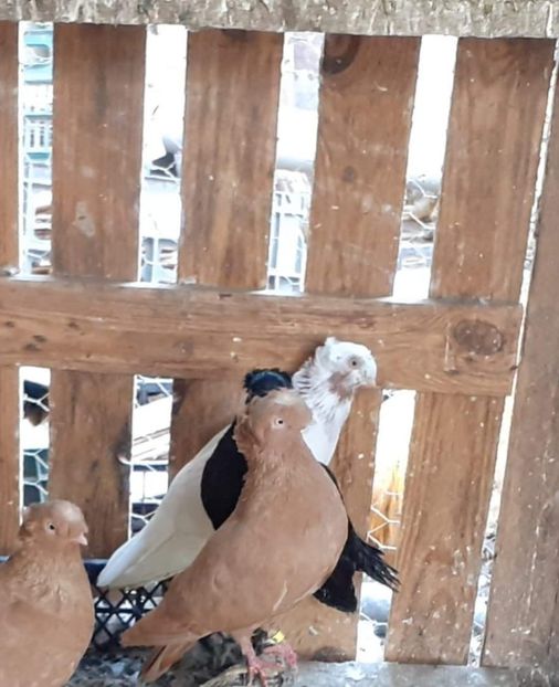  - 8-Jucatorii de Ardeal vechi