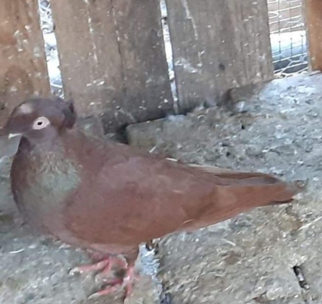  - 8-Jucatorii de Ardeal vechi