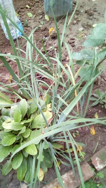 Irisi di seminte via China - Gradina la sfarsit de octombrie 2019