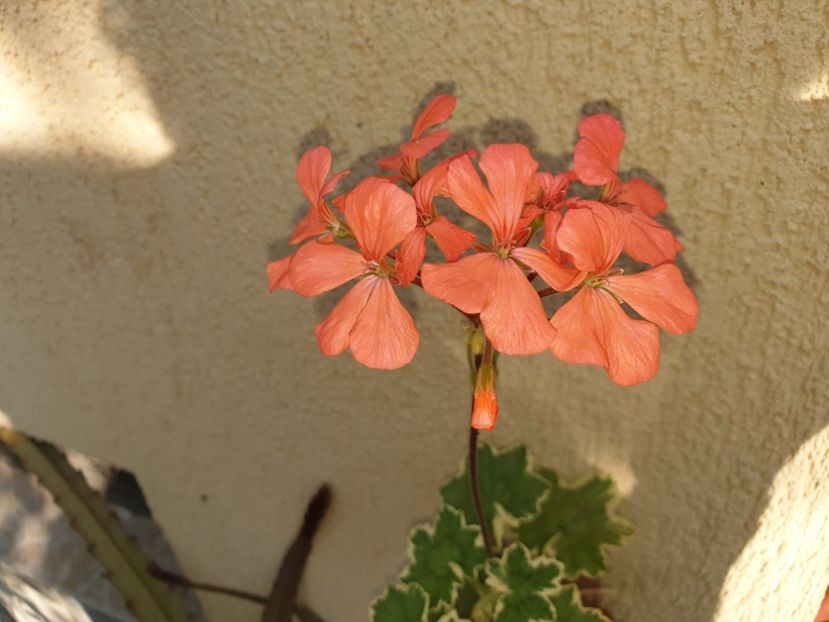  - Florile mamei 2019