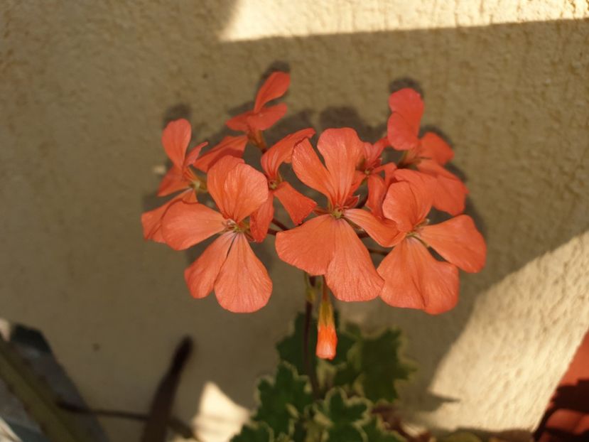  - Florile mamei 2019