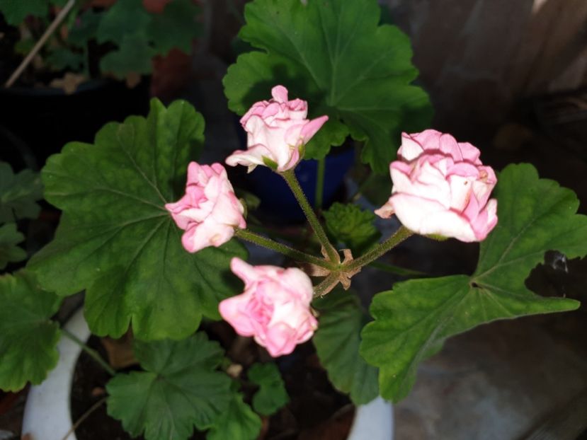  - Florile mamei 2019