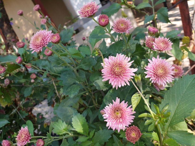  - Florile mamei 2019