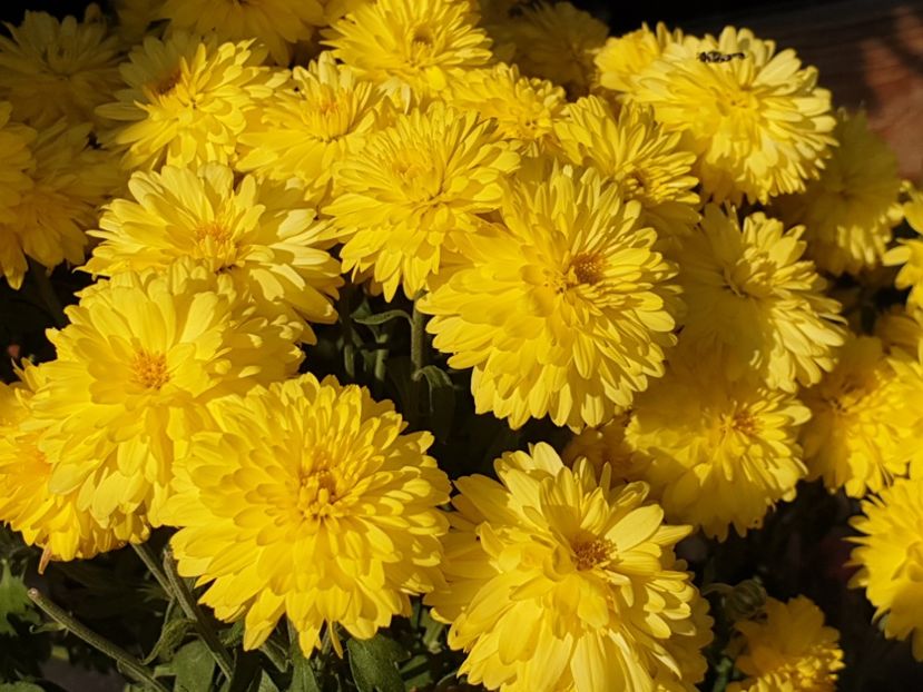  - Florile mamei 2019