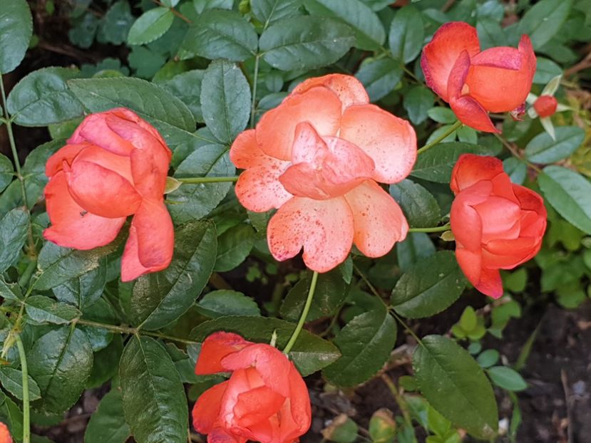  - Florile mamei 2019