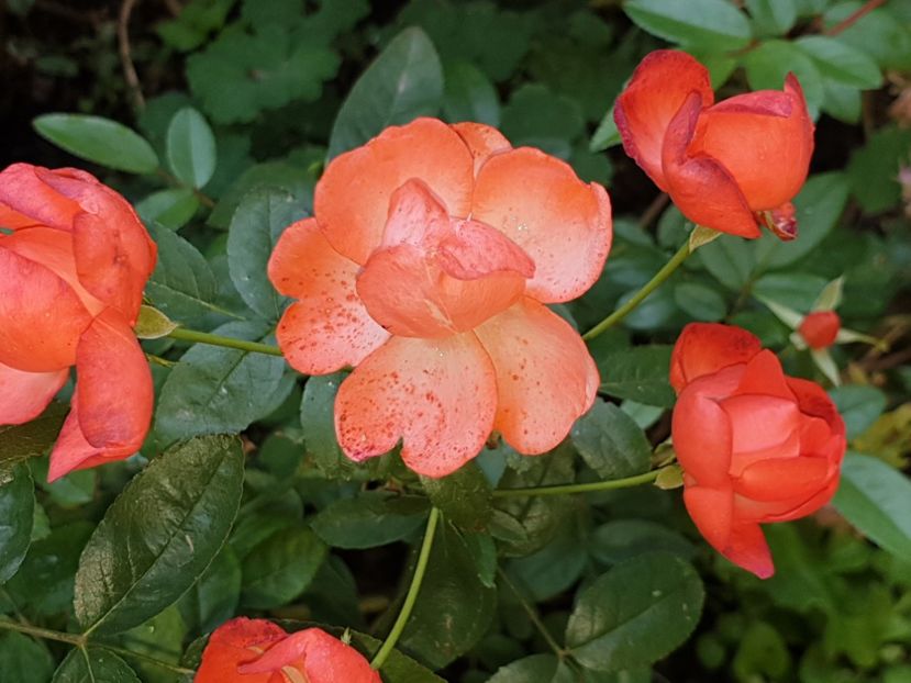  - Florile mamei 2019