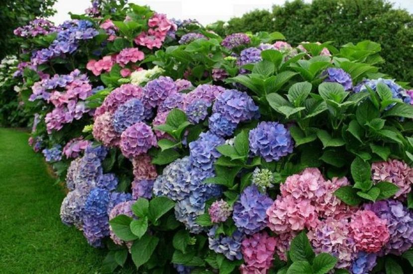  - Hydrangea - Hortensia