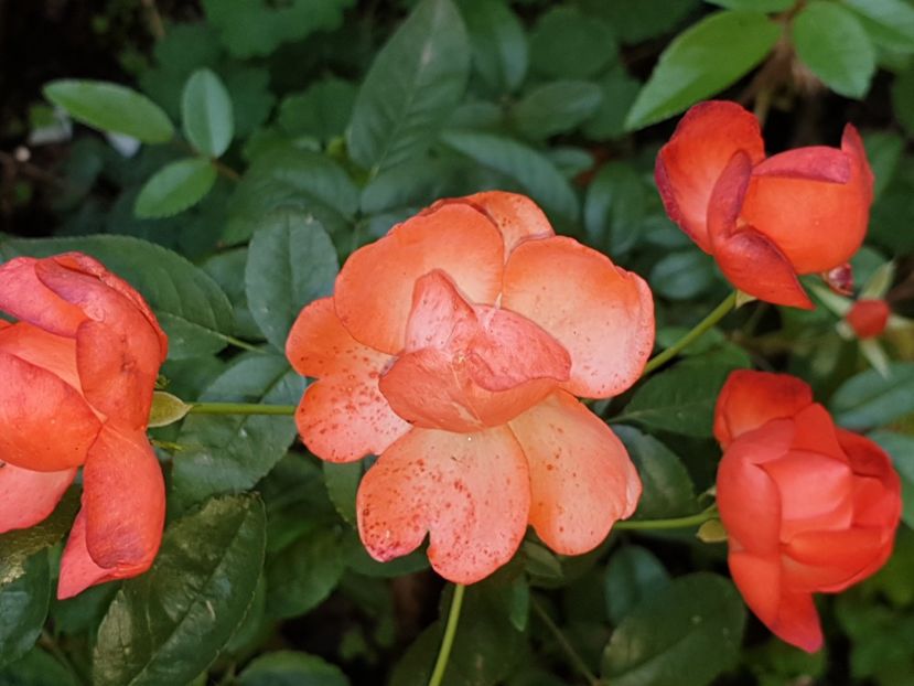  - Florile mamei 2019