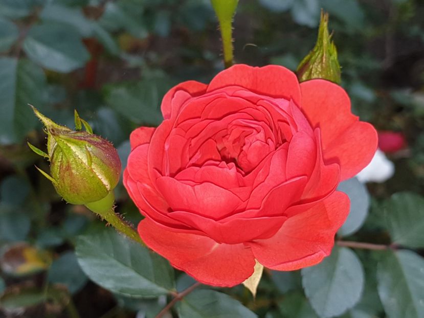  - Florile mamei 2019