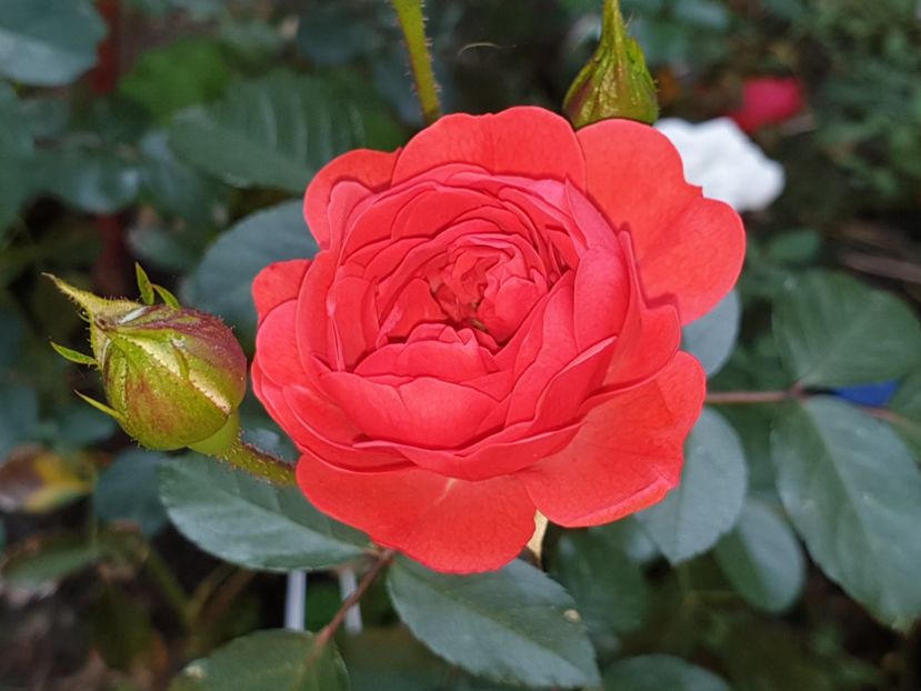  - Florile mamei 2019