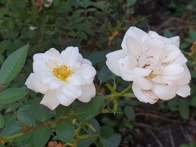  - Florile mamei 2019