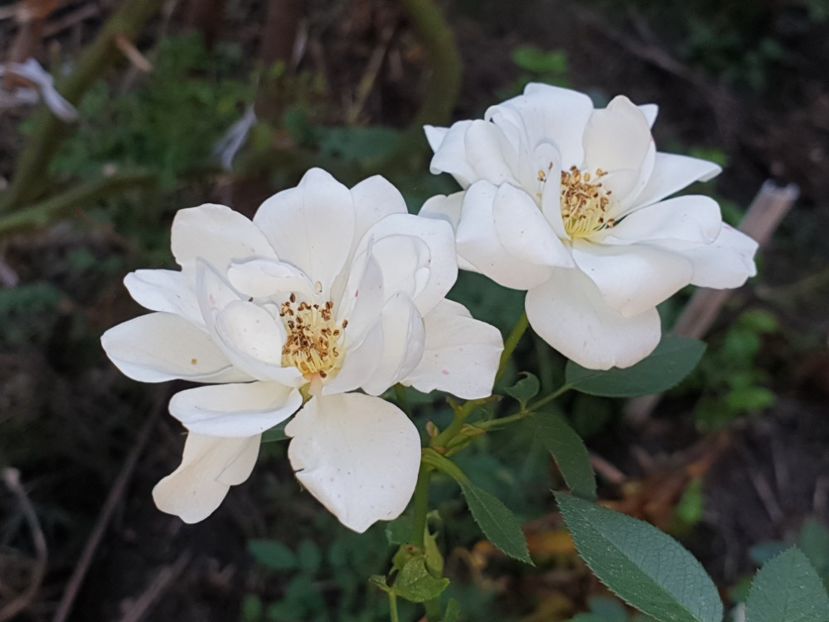  - Florile mamei 2019