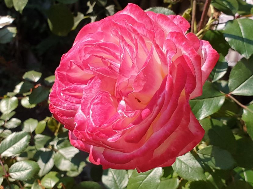  - Florile mamei 2019